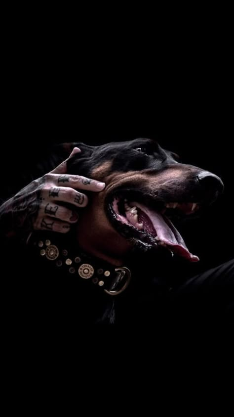 Perro Doberman Pinscher, Doberman Love, Doberman Pinscher Dog, Scary Dogs, Doberman Dogs, Dark Wallpaper Iphone, Dog Wallpaper, Guard Dogs, Doberman Pinscher