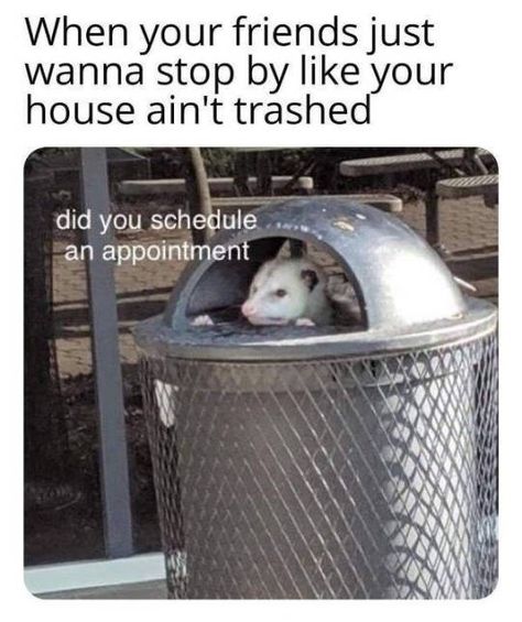 Did You Schedule An Appointment? Awesome Possum, A Rat, Trash Panda, Funniest Memes, Silly Jokes, Funny Animal Memes, Animal Jokes, What’s Going On, Animal Memes