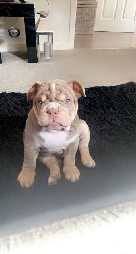 Lilac English Bulldog, Dog Fever, Dream Puppy, Dogs Images, Cute Bulldog Puppies, Cute Dogs Images, Cute Bulldogs, English Bulldog Puppies, Old English Bulldog