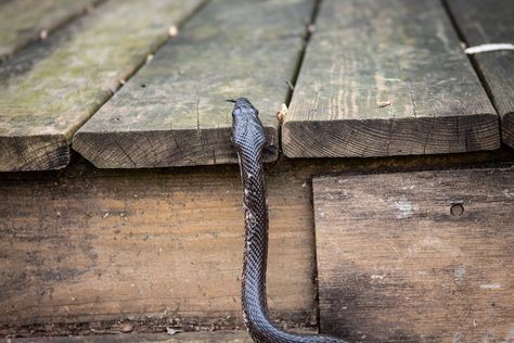 Get Rid Of Snakes Around House, Snake Deterrent Diy, Snake Deterrent, Snake Identification, Snake Repellant, Backyard Birds Watching, Snake Hides, Garden Snakes, Pigeon House