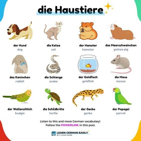 German Animals Vocabulary, Animals In German Language, German Vocabulary Pictures, German Animals, German Vocabulary, Germany Language, German Study, German Travel, German Phrases