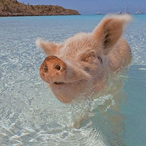 Swimming With Pigs, Pig Beach, Swimming Pigs, Cute Piglets, Baby Farm Animals, Cute Piggies, Baby Animals Pictures, Baby Pigs