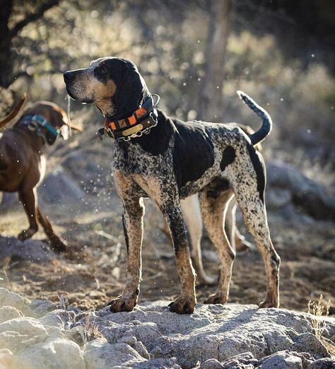 Blue Tick Coonhound, Blue Tick Hound, Hunting Hounds, Hound Hunting, Coonhound Puppy, Dogs Hunting, Coonhound Dog, Coon Hunting, Blue Tick