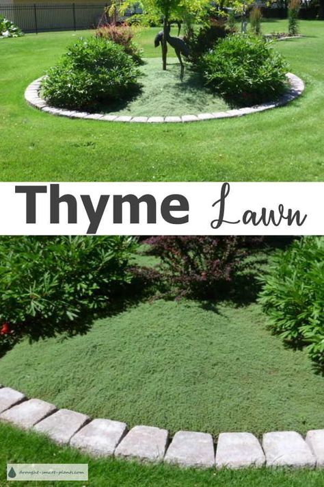 Thyme Lawn, Drought Tolerant Landscape Design, Lawn Alternative, Grass Alternative, Low Maintenance Landscaping Front Yard, Low Maintenance Landscape, Villa Architecture, Lawn Alternatives, Drought Tolerant Landscape