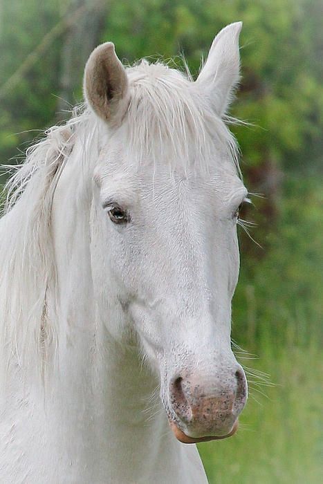 Horse by Athena Mckinzie Athena Mckinzie, Unique Horses, Spirit Horse, Wildlife Wall Art, Draft Horses, White Horses, Cheetahs, Pretty Horses, White Horse