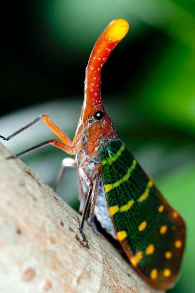 Lantern Bug, Lantern Fly, Stick Insects, Macro Photography Insects, Flying Lantern, Spider Species, Butterfly Stitches, Stick Insect, Bug Collection