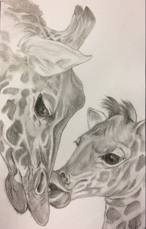 Pin by Bobbi Ell-Joyce on zoo animals | Animal drawings, Drawings, Art Giraffe Artwork, Drawings With Meaning, Giraffe Drawing, Pencil Drawing Images, Pencil Drawings Of Animals, Nature Art Drawings, Animal Illustration Art, Animal Drawings Sketches, Giraffe Art