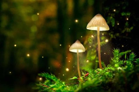 Mushroom Lamps, Glowing Mushrooms, Relaxing Meditation, Forest Wall Mural, Magic Forest, Mushroom Lamp, Magical Forest, Deep Sleep, Relaxing Music