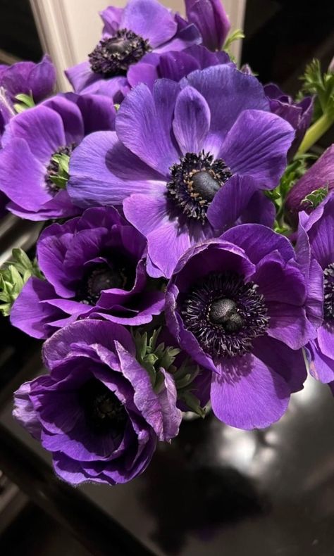 (3) Seguindo| Tumblr Anemone Flower Aesthetic, Purple Anemone Flower, Purple Anemone, Hotel Flowers, Anemone Flowers, Visual Gallery, Anemone Flower, Purple Home, Flowers Aesthetic