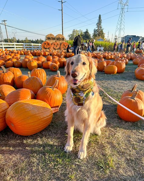 is it really october if you didn’t go to a pumpkin patch and take cute pics? 🤭🎃🌽✨ Cute Pics, A Pumpkin, Lucca, Pumpkin Patch, Cute Pictures, Quick Saves