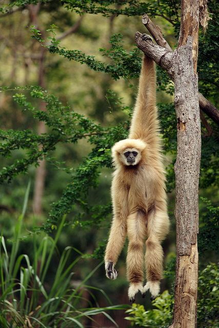 The Gibbon is a primate (lesser great ape) that lives in the rainforest of Southeast Asia. This species is threatened by habitat loss.  by toon_ee Orang Utan, Photo Animaliere, Matka Natura, A Monkey, Airbrush Art, Appaloosa, Quarter Horse, Primates, Animal Planet