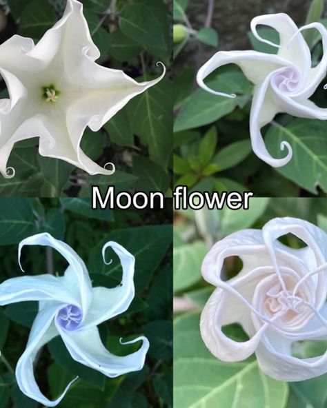 Pretty Flowers Pictures, Different Types Of Flowers, Flower Meanings, Nothing But Flowers, Flower Therapy, Language Of Flowers, Moon Flower, Pretty Plants, Beautiful Flowers Pictures