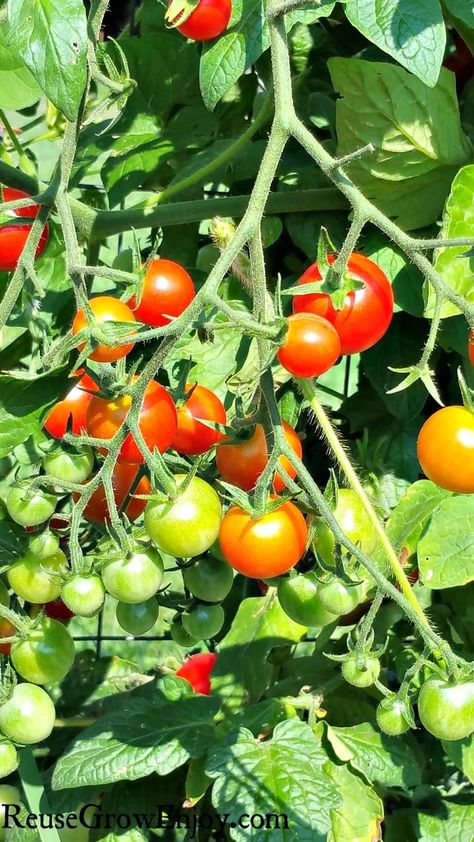 Grow Tomatoes Better With These 6 Tips Vegetable Garden Idea, Steak Tomatoes, Diy Vegetable Garden, How To Grow Cherries, Growing Cherry Tomatoes, Grow Carrots, Pruning Tomato Plants, Big Steak, Growing Tomato