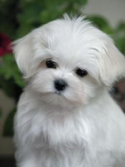 Bichon Maltais Maltese Terrier, Pit Puppies, Ugly Dogs, Maltipoo Puppy, Bichon Frise Dogs, Super Cute Puppies, Westie Dogs, Cute Dog Pictures, Maltese Puppy