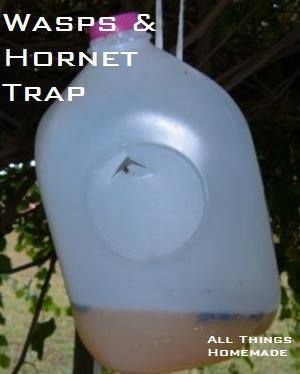 Take a gallon milk jug and cut an upside down V shape in the side 2/3 way up on the jug. Press the tab in. Pour fruit juice 1 inch deep into the jug. Put the cap back on the jug and hang. Insects enter through the hole and can't get out. Wasp Trap Diy, Hornet Trap, Bee Catcher, Bee Trap, Diy Fly Trap, Carpenter Bee Trap, Wasp Traps, Bee Traps, Bug Trap