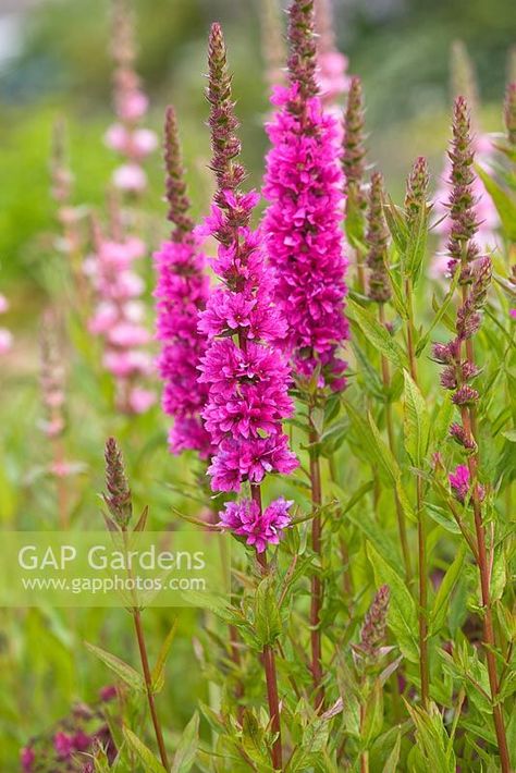 Lythrum salicaria 'Zigeunerblut' Lythrum Salicaria, Plant Photography, Inspiration Photos, Wild Flower, Tiny Flowers, Beautiful Blooms, Secret Garden, Bing Images, Perennials