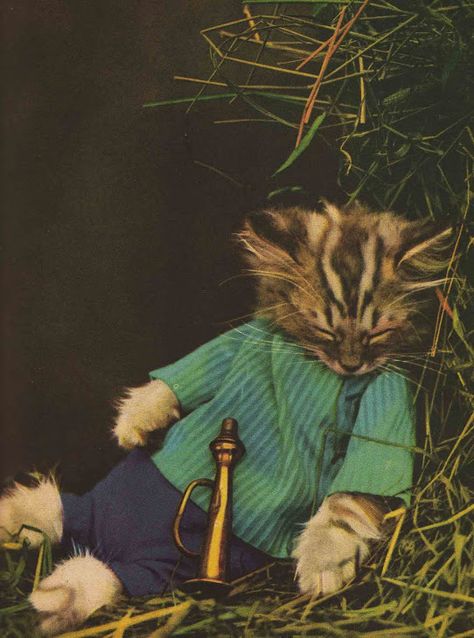 Harry Whitier Frees Harry Whittier Frees, Images Terrifiantes, Old Cats, Cat Books, Cat Photography, Little Kittens, Silly Cats, Vintage Cat, Cat Clothes