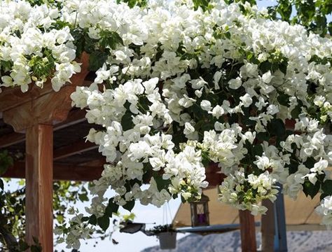 White Bougainvillea White Bougainvillea Trellis, White Buganvilla, White Bougainvillea Wedding, Bougainvillea White, Bougainvillea Trellis, Bougainvillea Colors, White Bougainvillea, Garden Vines, Starter Plants