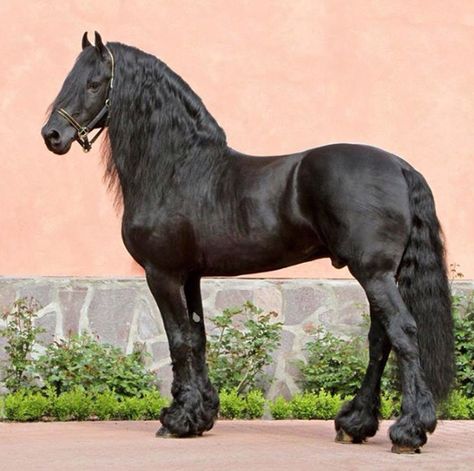 ♞Pinterest ➝ LimitlessSkyy♘ Friesian Horse Photography, Frisian Horse, Horses Funny, Friesian Stallion, Funny Horse Pictures, Friesian Horses, Beautiful Horses Photography, Cai Sălbatici, Rasy Koni