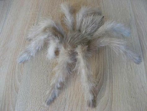 Sparklemuffin Spider, Tarantula Cute, Albino Spider, Bird Eating Spider, Pet Tarantula, Spider Insect, Spider Toy, Pet Spider, Spiders Scary