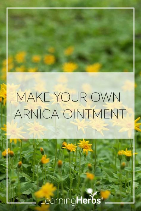 Arnica Salve, Arnica Cream, Learning Herbs, Sprains And Strains, Homemade Lotions, Arnica Oil, Herbal Remedies Recipes, Salve Recipes, Medical Herbs