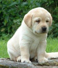 Excellent "Labrador retrievers" detail is offered on our site. Take a look and you wont be sorry you did. Cute Labrador Puppies, Cute Lab Puppies, Labrador Retriever Training, Yellow Lab Puppies, Black Labrador Retriever, 강아지 그림, Labrador Retriever Puppies, Labrador Retrievers