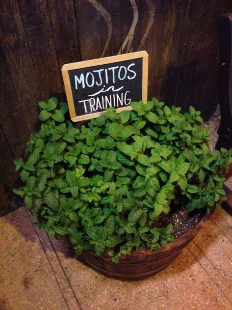 I am going to make this sign for my mint herb plants! And maybe something funny for my catnip ones! How creative! ~NL Garden Signs, Veggie Garden, Plant Mom, Shade Garden, Herb Garden, Dream Garden, A Sign, Mojito, Plant Life