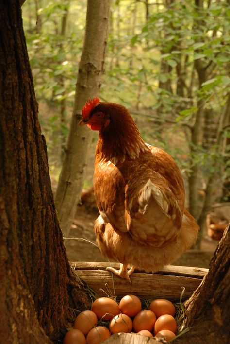 Chicken Species, Farm Livestock, Gastro Obscura, Wild Chicken, Chicken Poop, Homestead Life, Forest Habitat, Homestead Farm, Future Farms