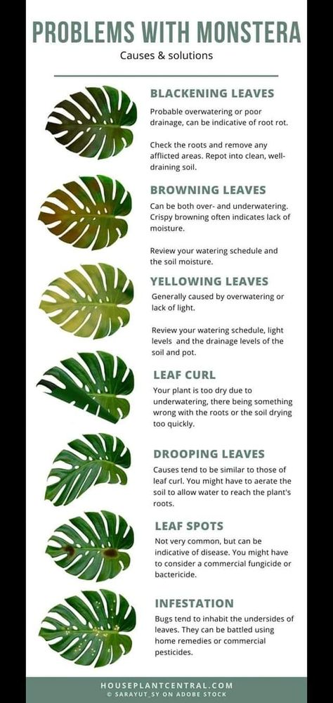 Plant Health Guide, Big Leaf Indoor Plant, Monstera Plant Care, Flower Tips, Lucky Plant, Plant Mama, Houseplant Care, Plant Care Houseplant, Plant Problems