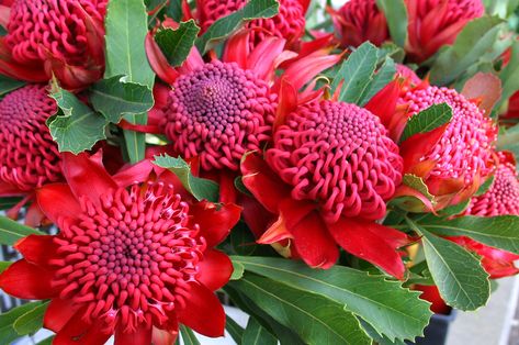 Waratah Flower, Music For The Soul, Australian Natives, Australian Native Garden, Australian Wildflowers, Australian Flowers, Australian Native Flowers, Australian Plants, California Garden