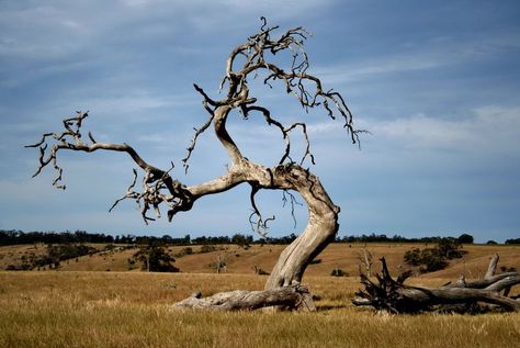 Dead Tree | Dead Tree out there by ~brooksta80 on deviantART Collage Quilter, Desert Trees, Twisted Tree, Dead Tree, Tree Carving, Tree Images, Autumn Scenes, Tree Photography, Unique Trees