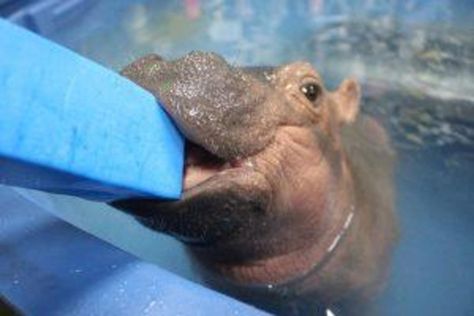 Mom and daughter - Baby Fiona the Hippo: Cincinnati Zoo pictures - CBS News Zoo Animal Pictures, Baby Hippopotamus, Fiona The Hippo, Zoo Pictures, Baby Skunks, Baby Rhino, Cincinnati Zoo, Cute Hippo, Zoo Babies