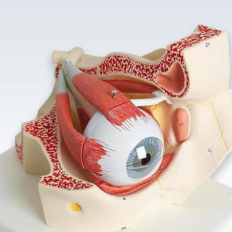 Human Eye 7-Part Model Eye Anatomy, Human Body Organs, Optic Nerve, Medical Wallpaper, Gut Health Recipes, Pulmonology, The Human Eye, Anatomy Models, Medical Training