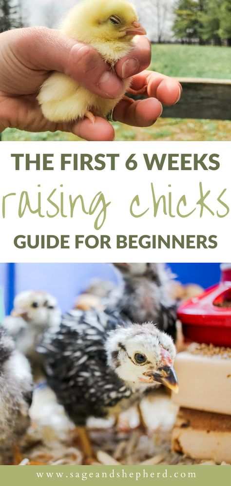 Raising chicks is probably the first thing you will do when homesteading! Read my guide on raising chicks week by week and get all your questions answered! Pictures Of Chickens, Como Plantar Pitaya, Urban Chicken Farming, Chicken Raising, Baby Chicks Raising, Raising Chicks, Urban Chickens, Backyard Chicken Farming, Raising Backyard Chickens