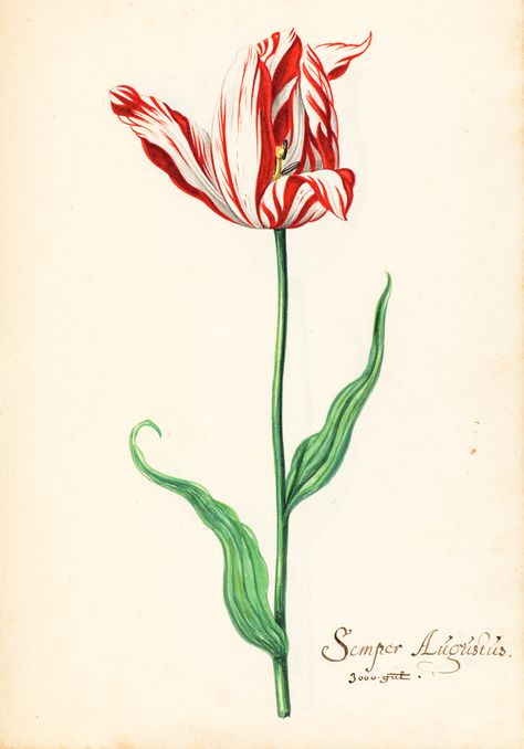 Tulip Watercolour painting by Jacob Marrel Watercolor Tulips, Art Promotion, Book Sale, British Museum, Watercolor And Ink, Watercolour Painting, Toner, Tulips, Art