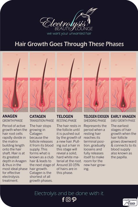 Hair Growth Phases, Esthetician Learning, Anagen Catagen Telogen, Medical Cosmetology, Hair Anatomy, Esthetician Student, Aesthetic Nursing, Hair Removal Products, Skin Anatomy