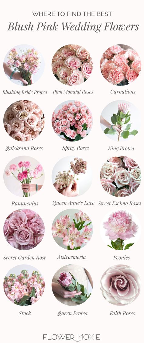 Types Of Blush, Wedding Flower Types, Blush Pink Wedding Flowers, Flower Moxie, Blush Peony, Diy Bouquets, Blush Pink Flowers, Flower Types, Wedding Lookbook