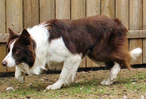 Border Collie Herding, Red Border Collie, Rough Collie, Herding Dogs, Cute Dog Pictures, Border Collie Dog, Red Border, Paws And Claws, Border Collies