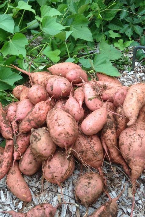 Recipes Sweet Potato, Container Potatoes, Potato Gardening, Sweet Potato Plant, Growing Sweet Potatoes, Tattoo Plant, Sweet Potato Recipe, Japanese Sweet Potato, Planting Potatoes