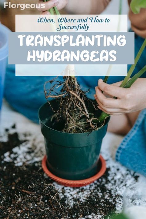 Transplanting Hydrangeas: Timing and Techniques for Success How To Transplant Hydrangeas, Transplanting Hydrangeas, Smooth Hydrangea, Hydrangea Bush, Oakleaf Hydrangea, Grow Gorgeous, Dried Hydrangeas, Growing Hydrangeas, Organic Mulch