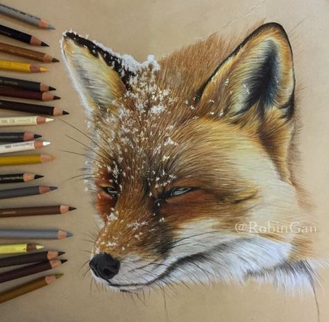 Fox colored pencils art Drawings Of Animals, Fox In The Snow, Realistic Animal Drawings, Sweet Drawings, Prismacolor Art, Pencil Drawing Tutorials, Realistic Pencil Drawings, Colored Pencil Artwork, Drawing Faces