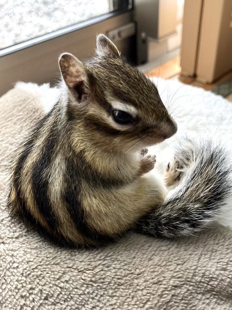 Chipmunk Cute, Squirrel Pet, Squirrel Cute, Cute Chipmunk, Baby Chipmunk, Squirrel Pictures, Woodland Animal Art, Sleeping Animals, Tiny Puppies