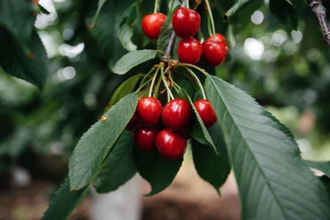 How to Grow Cherry Trees: Tips for Growing Cherries From Pits - 2021 - MasterClass Sour Cherry Tree, Growing Cherry Trees, How To Grow Cherries, Types Of Cherries, Cherry Plant, Tree Growth, Backyard Greenhouse, Cherry Tree, Grow Your Own Food