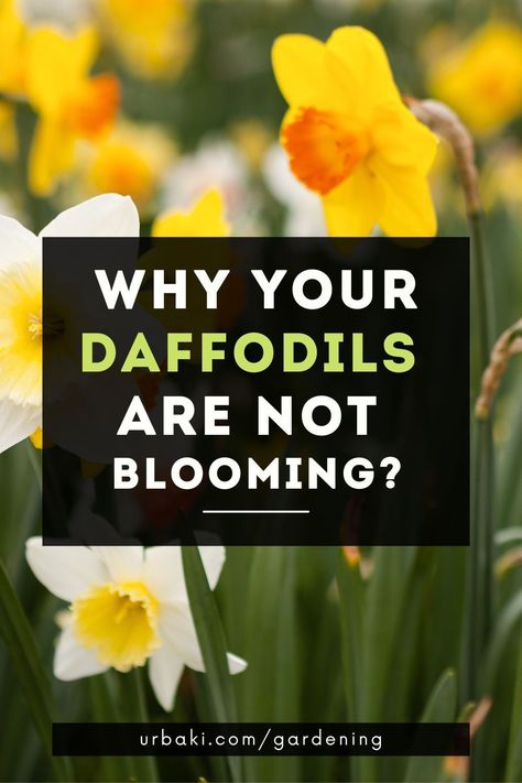 Many of us plant a lot of daffodils because the animals leave them alone. Most varieties will eventually naturalize and grow in larger and larger clusters, blooming for generations. The ancient foundations of an old house can often be identified from the daffodils that surround it.So how many years can we wait to get flowers from our daffodil bulbs? According to the American Daffodil Society, "In good growing conditions, they should outlive any of us. Daffodil Bulbs, Flower Bud, Green Living, Daffodils, Gardening Tips, Flowers, Plants