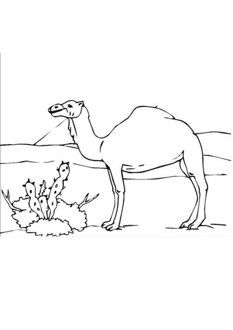 Desert Animals Printable, Desert Coloring Pages, Camel In Desert, Kids Drawing Projects, Dinosaur Worksheets, Super Mario Coloring Pages, Mario Coloring Pages, Desert Animals, School Coloring Pages