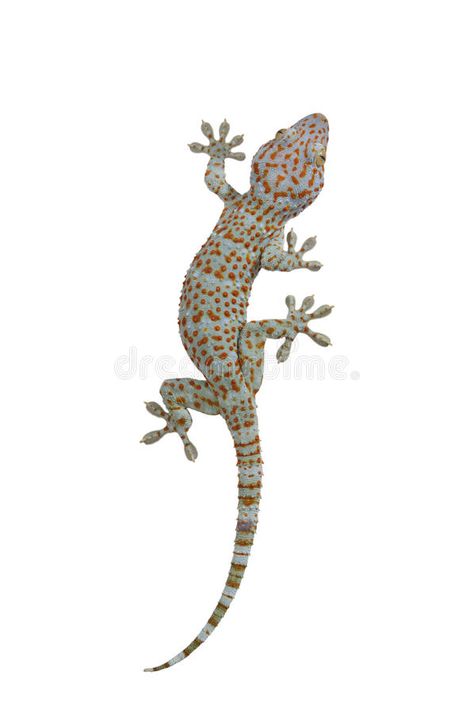 Gecko on white background. Tokay gecko - Gekko gecko isolated on white backgroun , #ad, #background, #white, #Gecko, #Tokay, #isolated #ad Simple Lizard Drawing, Gecko Sculpture, White Gecko, Brain Map, Gecko Art, Tokay Gecko, Gecko Tattoo, Bug Wall, Asian House