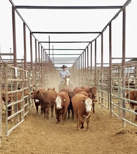 Marana Stockyards | Livestock Auction - Marana, AZ Livestock Auction, West Kirby, Fresh Brand, Auction Ideas, Okie Dokie, Photography Inspo, Old Fashioned, Dates, Arizona