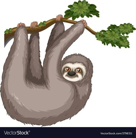 Sloth Hanging, A Sloth, Transparent Png, Sloth, Png Images, Adobe Illustrator, Vector Images, Vector Free, Royalty