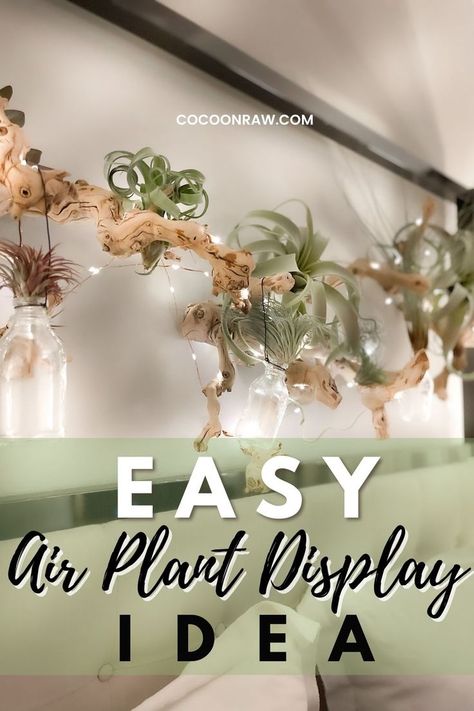 air plant wall display Hang Air Plants, Wall Air Plants, Air Plant Wall Hanging, Decorate With Air Plants, Diy Hanging Terrarium, Hanging Air Plants Display, Air Plant Wall Display Diy, Diy Airplant Display, How To Hang Air Plants