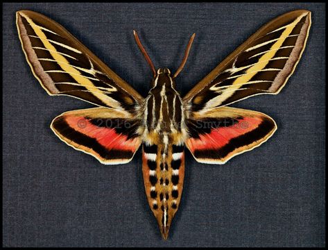 White Lined Sphinx Moth, Native Backyard, Wing Movement, Sphinx Moth, Moth Illustration, Flight Patterns, Cool Insects, Beautiful Bugs, Body Mods